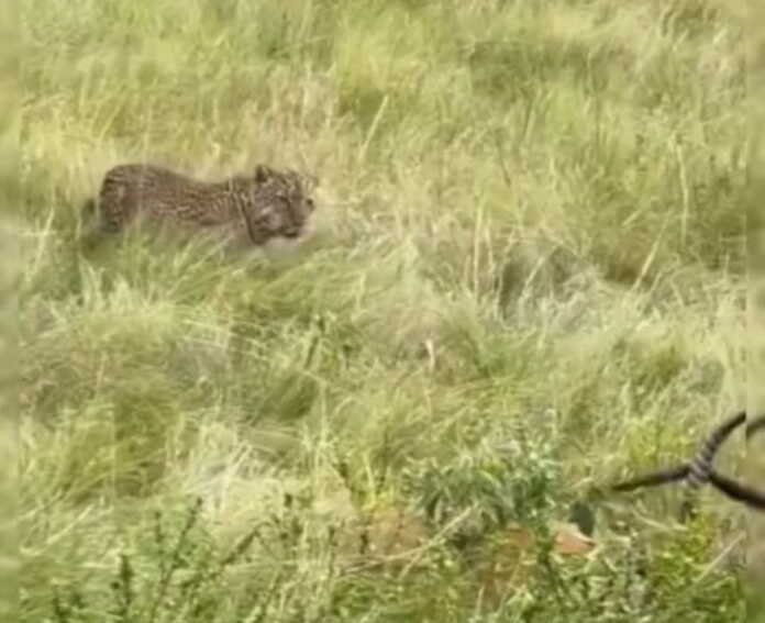 «Ikkalangdan bittang aniq menikisan!» (Video)