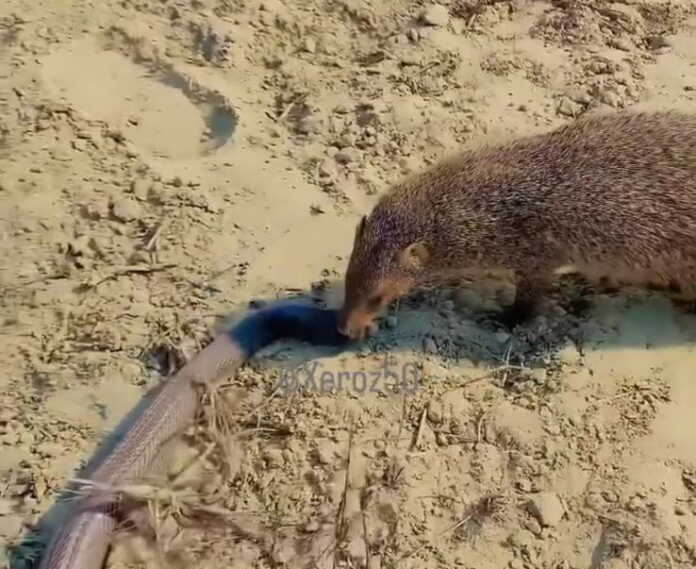 “Men senga ajal bo'lib keldim…” (video)