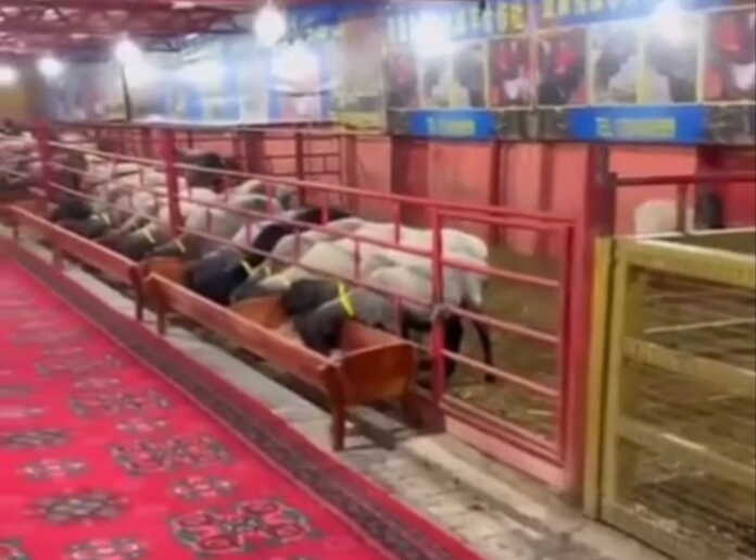 Qo'ylar qirolligi a'zolari (video)