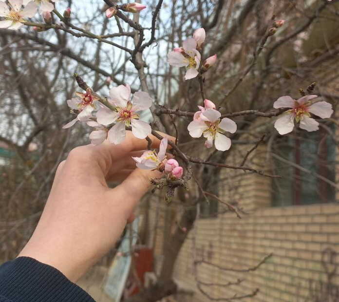 Toshkentda o'rik gulladi