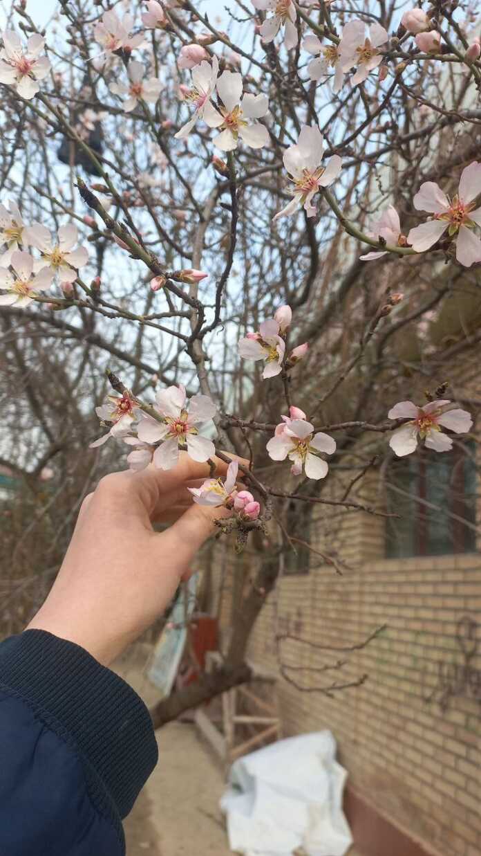 Toshkentda o'rik gulladi