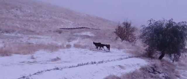 O‘zbekistonda birinchi qor yog‘di (fotoreportaj) O‘zbekistonda birinchi qor yog‘di (fotoreportaj)5