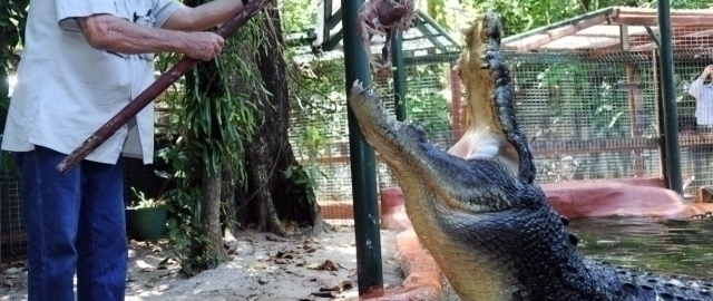 Dunyodagi eng katta timsoh nobud bo‘ldi