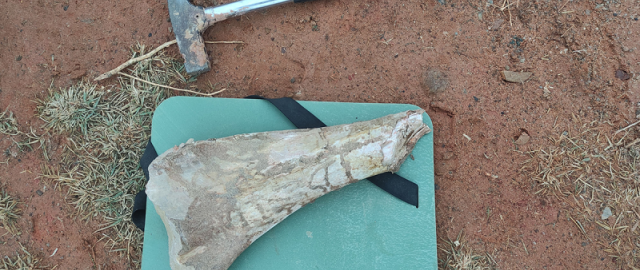 O‘zbekistonga yaqin joydan 85 mln yillik dinozavr qoldiqlari topildi O‘zbekistonga yaqin joydan 85 mln yillik dinozavr qoldiqlari topildi1