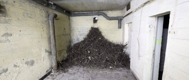 Germaniyada 2-Jahon urushi davridagi bunker auksionga qo‘yildi (foto)5