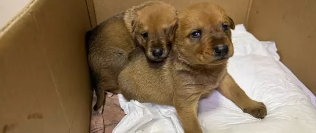 Turkiyada daydi it o‘layotgan bolasini veterinarga olib bordi (video)2