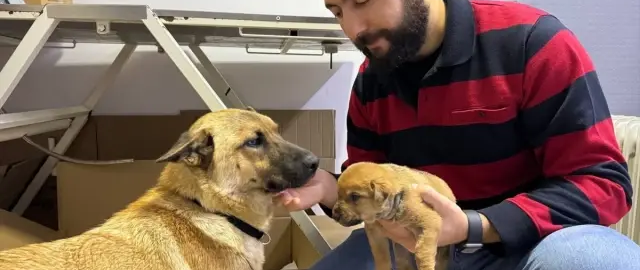 Turkiyada daydi it o‘layotgan bolasini veterinarga olib bordi (video)1
