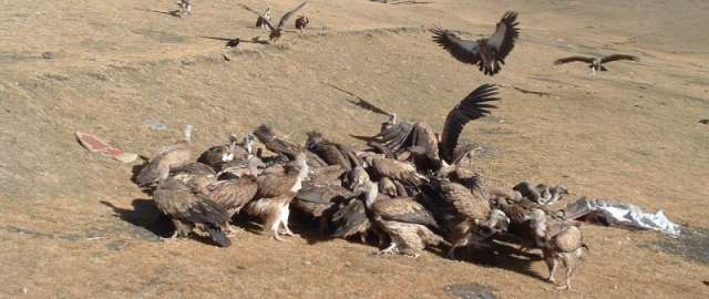 Barmog‘i kesiladigan ayollar, og‘riqli erkaklik sinovi va axlatga belangan kelin-kuyov: dunyodagi eng g‘alati an’analar Barmog‘i kesiladigan ayollar, og‘riqli erkaklik sinovi va axlatga belangan kelin-kuyov: dunyodagi eng g‘alati an’analar4