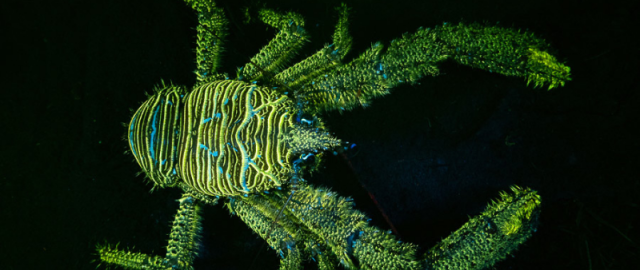 Cho‘kkan kemalardan to noyob kitlargacha: 2025 yilning eng yaxshi suvosti fotosuratlari e’lon qilindi5