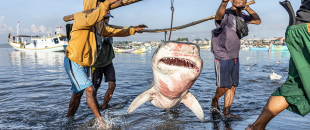 Cho‘kkan kemalardan to noyob kitlargacha: 2025 yilning eng yaxshi suvosti fotosuratlari e’lon qilindi3
