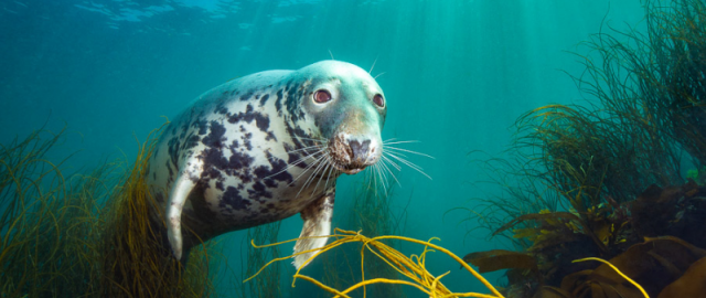 Cho‘kkan kemalardan to noyob kitlargacha: 2025 yilning eng yaxshi suvosti fotosuratlari e’lon qilindi4