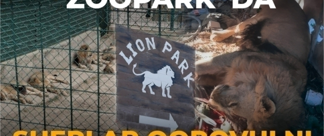 Nyu-Yorkdagi “zoopark”da hayvonlar chizgan rasmlar kimoshdi savdosiga qo‘yildi (foto)1