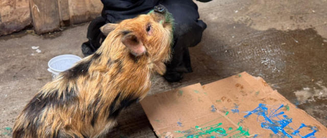 Nyu-Yorkdagi “zoopark”da hayvonlar chizgan rasmlar kimoshdi savdosiga qo‘yildi (foto)3