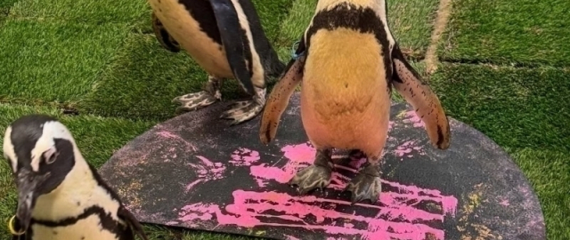 Nyu-Yorkdagi “zoopark”da hayvonlar chizgan rasmlar kimoshdi savdosiga qo‘yildi (foto)2