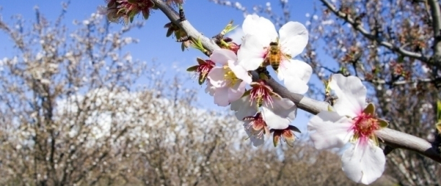 Ertaga havo harorati keskin oshadi1