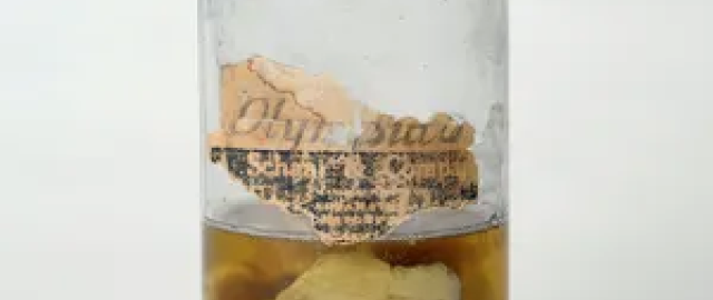 Gitlerning Nobelga nomzodligi, osmondan yog‘gan go‘sht va o‘lik papaning sudlanishi: ishonish qiyin bo‘lgan tarixiy faktlar4