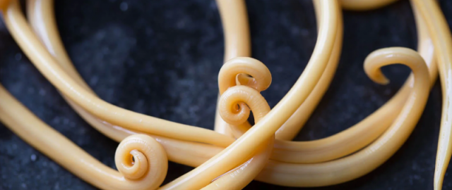 Hayot uchun eng xavfli mavjudotlar: inson ikkinchi o‘rinda Hayot uchun eng xavfli mavjudotlar: inson ikkinchi o‘rinda4