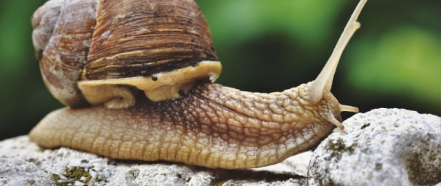 Hayot uchun eng xavfli mavjudotlar: inson ikkinchi o‘rinda Hayot uchun eng xavfli mavjudotlar: inson ikkinchi o‘rinda8