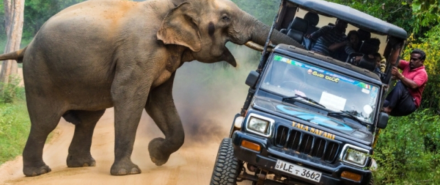 Hayot uchun eng xavfli mavjudotlar: inson ikkinchi o‘rinda Hayot uchun eng xavfli mavjudotlar: inson ikkinchi o‘rinda1