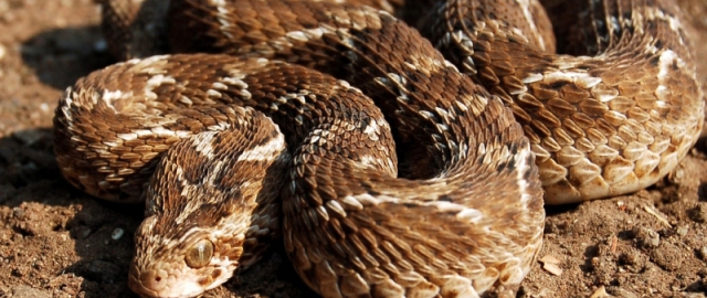 Hayot uchun eng xavfli mavjudotlar: inson ikkinchi o‘rinda Hayot uchun eng xavfli mavjudotlar: inson ikkinchi o‘rinda7