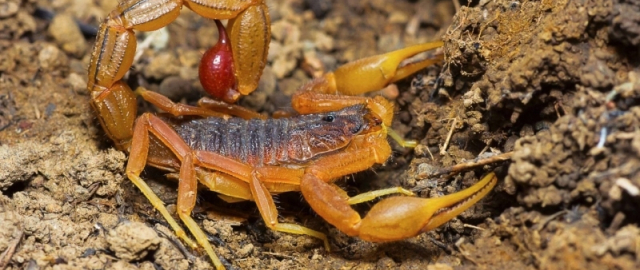 Hayot uchun eng xavfli mavjudotlar: inson ikkinchi o‘rinda Hayot uchun eng xavfli mavjudotlar: inson ikkinchi o‘rinda5