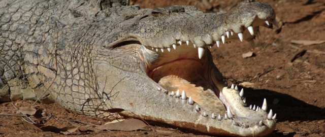 Hayot uchun eng xavfli mavjudotlar: inson ikkinchi o‘rinda3