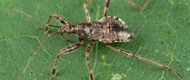 Hayot uchun eng xavfli mavjudotlar: inson ikkinchi o‘rinda Hayot uchun eng xavfli mavjudotlar: inson ikkinchi o‘rinda6