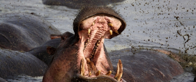 Hayot uchun eng xavfli mavjudotlar: inson ikkinchi o‘rinda Hayot uchun eng xavfli mavjudotlar: inson ikkinchi o‘rinda2