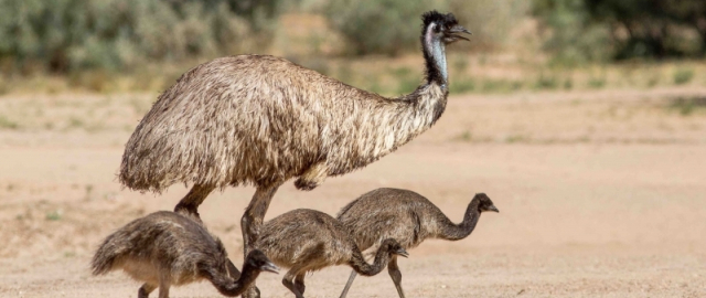 Odamlar va qushlar jangi: “Emu urushi”4