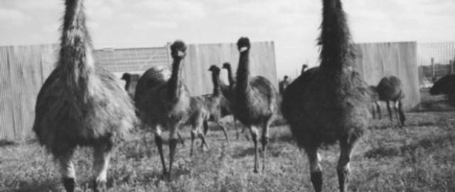 Odamlar va qushlar jangi: “Emu urushi”1