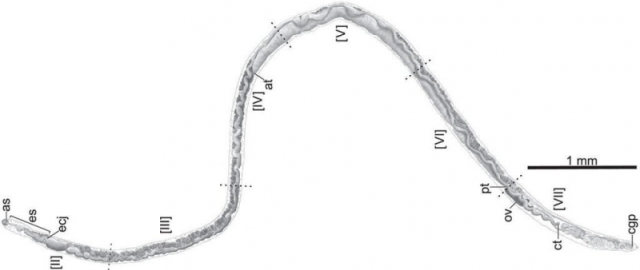 Shakiradan qirol Charlzgacha: mashhurlar nomi bilan atalgan hayvonlar9
