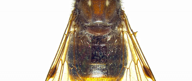 Shakiradan qirol Charlzgacha: mashhurlar nomi bilan atalgan hayvonlar3