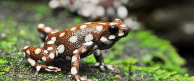 Shakiradan qirol Charlzgacha: mashhurlar nomi bilan atalgan hayvonlar1