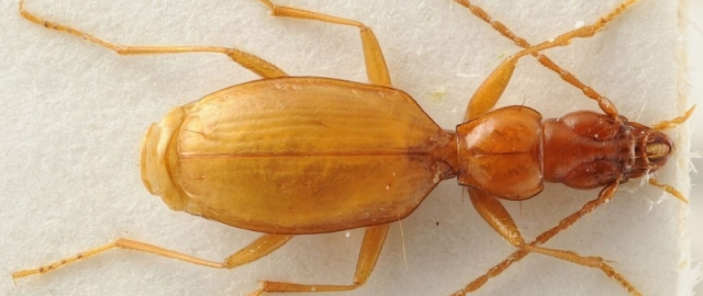 Shakiradan qirol Charlzgacha: mashhurlar nomi bilan atalgan hayvonlar7