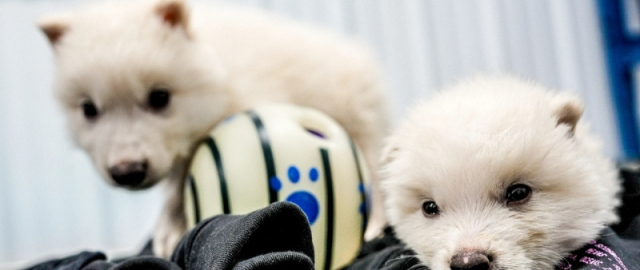 AQSHda 12 ming yil oldin yo‘qolib ketgan bo‘rilar qayta “tiriltirildi” AQSHda 12 ming yil oldin yo‘qolib ketgan bo‘rilar qayta “tiriltirildi”1