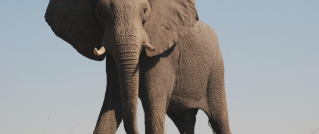 Mamontdan tortib dinozavrgacha: dahshatli bo‘rilardan keyin navbat kimga? Mamontdan tortib dinozavrgacha: dahshatli bo‘rilardan keyin navbat kimga?6