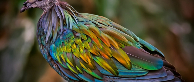 Mamontdan tortib dinozavrgacha: dahshatli bo‘rilardan keyin navbat kimga? Mamontdan tortib dinozavrgacha: dahshatli bo‘rilardan keyin navbat kimga?10