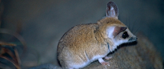 Mamontdan tortib dinozavrgacha: dahshatli bo‘rilardan keyin navbat kimga? Mamontdan tortib dinozavrgacha: dahshatli bo‘rilardan keyin navbat kimga?8
