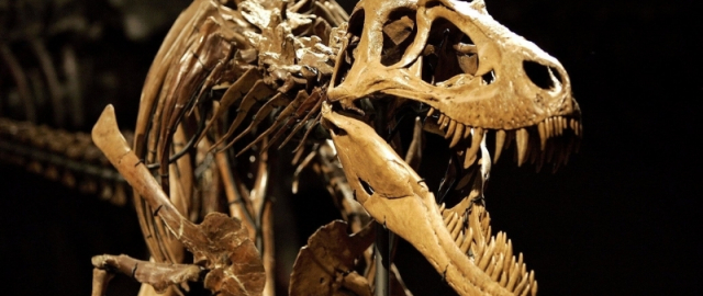 Mamontdan tortib dinozavrgacha: dahshatli bo‘rilardan keyin navbat kimga? Mamontdan tortib dinozavrgacha: dahshatli bo‘rilardan keyin navbat kimga?13