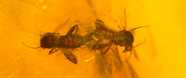 Mamontdan tortib dinozavrgacha: dahshatli bo‘rilardan keyin navbat kimga? Mamontdan tortib dinozavrgacha: dahshatli bo‘rilardan keyin navbat kimga?12