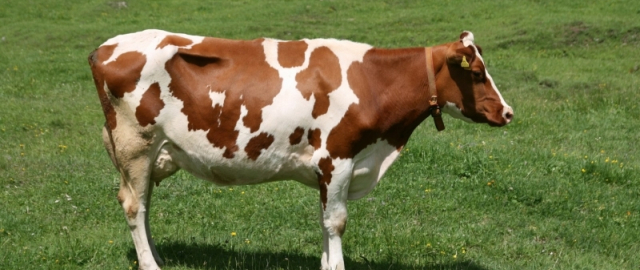 Mamontdan tortib dinozavrgacha: dahshatli bo‘rilardan keyin navbat kimga? Mamontdan tortib dinozavrgacha: dahshatli bo‘rilardan keyin navbat kimga?2