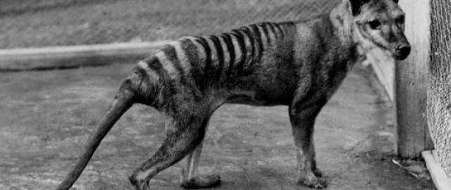 Mamontdan tortib dinozavrgacha: dahshatli bo‘rilardan keyin navbat kimga? Mamontdan tortib dinozavrgacha: dahshatli bo‘rilardan keyin navbat kimga?7