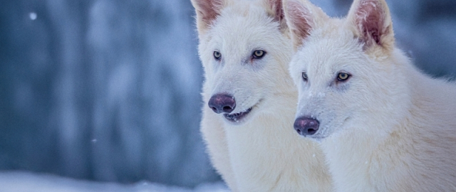 Mamontdan tortib dinozavrgacha: dahshatli bo‘rilardan keyin navbat kimga? Mamontdan tortib dinozavrgacha: dahshatli bo‘rilardan keyin navbat kimga?4