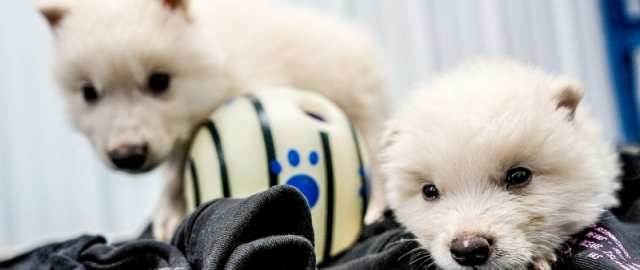 Mamontdan tortib dinozavrgacha: dahshatli bo‘rilardan keyin navbat kimga? Mamontdan tortib dinozavrgacha: dahshatli bo‘rilardan keyin navbat kimga?1