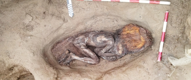Peruda 5 ming yillik ayol mumiyosi topildi