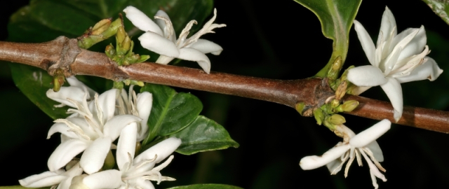 Qahvaning sirli sayohati: daraxtdan finjongacha Qahvaning sirli sayohati: daraxtdan finjongacha7