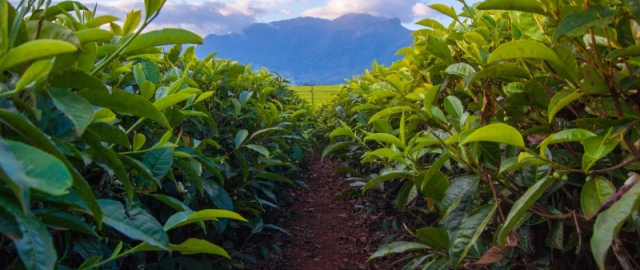 Qahvaning sirli sayohati: daraxtdan finjongacha Qahvaning sirli sayohati: daraxtdan finjongacha6