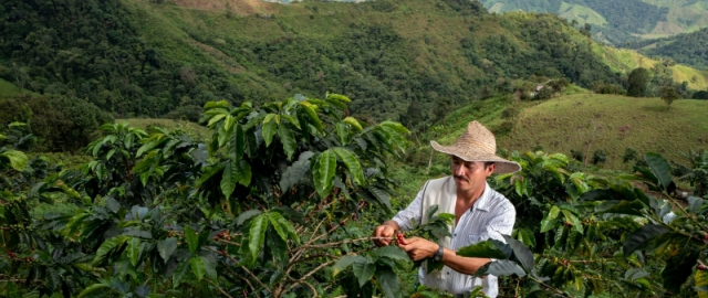 Qahvaning sirli sayohati: daraxtdan finjongacha1
