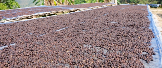 Qahvaning sirli sayohati: daraxtdan finjongacha Qahvaning sirli sayohati: daraxtdan finjongacha9