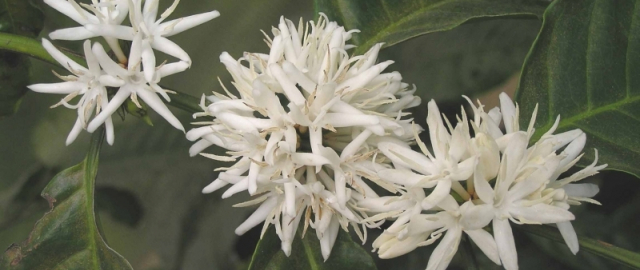 Qahvaning sirli sayohati: daraxtdan finjongacha Qahvaning sirli sayohati: daraxtdan finjongacha8